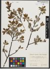 Foto von Salix appendiculata Vill.